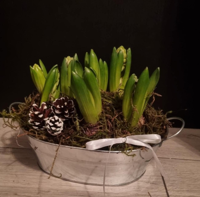 Christmas | Plants | Hyacinth Planter