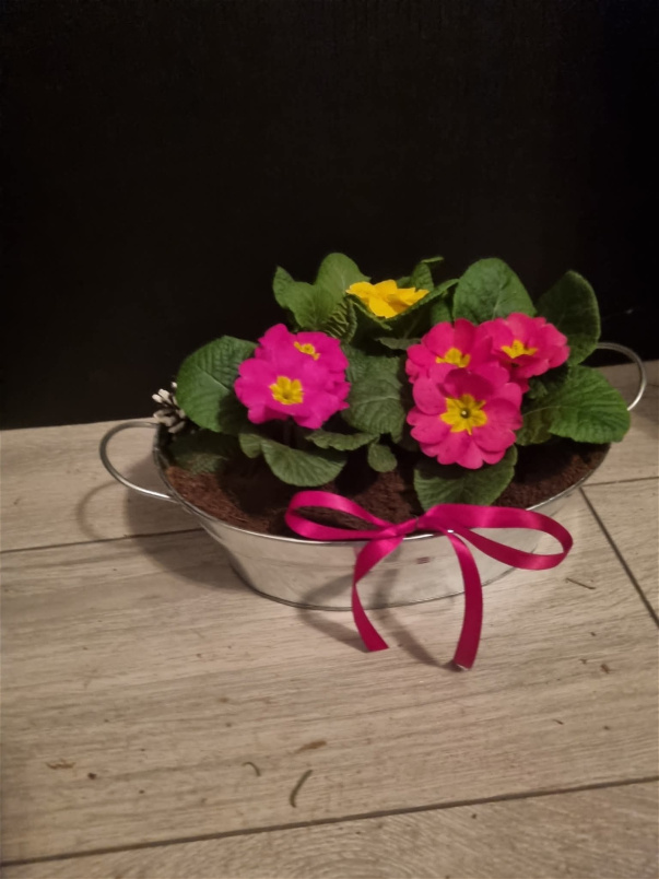Christmas | Plants | Primrose Planter
