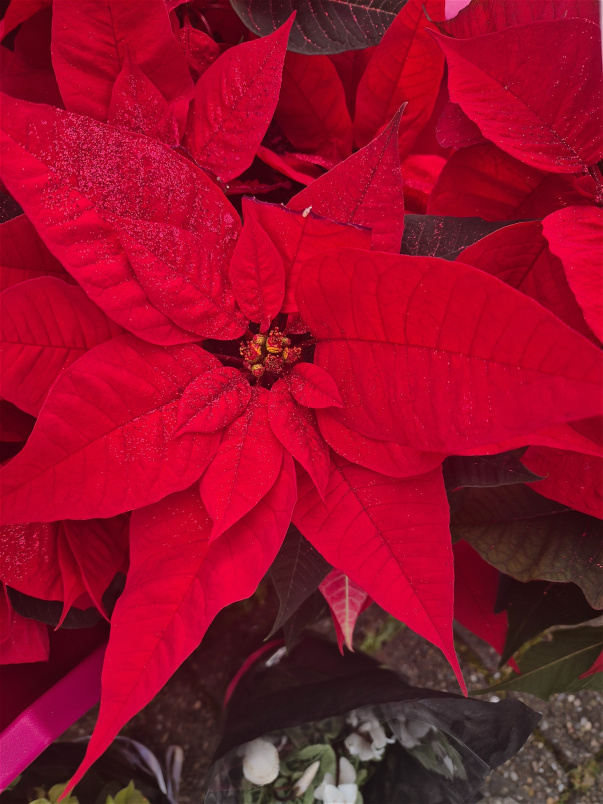 Christmas | Glittered Poinsettia