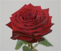 Valentines | Single Luxury Rose