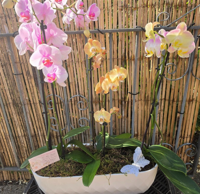 Planters & Arrangements | Orchid Oasis
