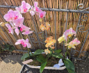 Planters & Arrangements | Orchid Oasis