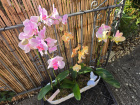 Planters & Arrangements | Orchid Oasis