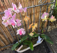 Planters & Arrangements | Orchid Oasis