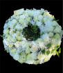 Sympathy Flowers | Ivory Embrace Wreath