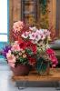 Floral Fusion Shed                                                         | Colchester | About Us