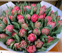 Anniversary | Birthday | Bouquets | Congratulations | Flowers for Him | Get Well | Just Because | New Baby | Romance | Thank You | Thinking of You | Tilly's Tulips