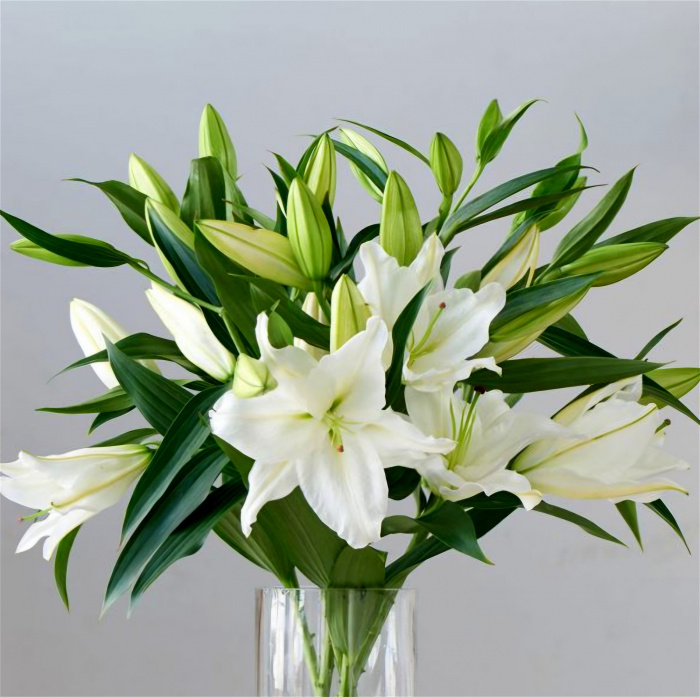 Anniversary | Birthday | Bouquets | Business/Corporate | Congratulations | Flowers for Him | Funeral Flowers | Get Well | Just Because | New Baby | Romance | Sympathy | Thank You | Thinking of You | Lilia's Lilies