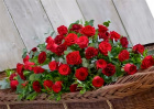 Funeral Flowers | Scarlet Red Casket  Spray