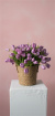 Bouquets | Mother's Day Flowers | Tulip Bundle