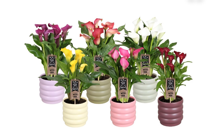 Mother's Day Flowers | Plants | Potted Callan Lily