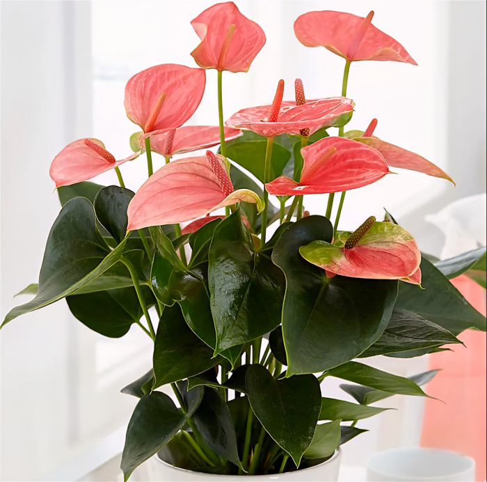 Mother's Day Flowers | Plants | Pink Anthurium Plant