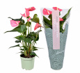 Mother's Day Flowers | Plants | Pink Anthurium Plant