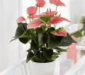 Mother's Day Flowers | Plants | Pink Anthurium Plant
