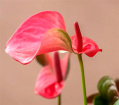 Mother's Day Flowers | Plants | Pink Anthurium Plant