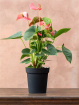 Mother's Day Flowers | Plants | Pink Anthurium Plant