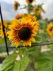 Ey Up Petal | Get to know Ey Up Petal