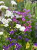 Ey Up Petal | Get to know Ey Up Petal