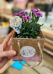 Gifts | Plants | Thank you teacher gift