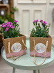 Gifts | Plants | Thank you teacher gift