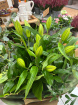 Bouquets | Lily and Foliage Bouquet