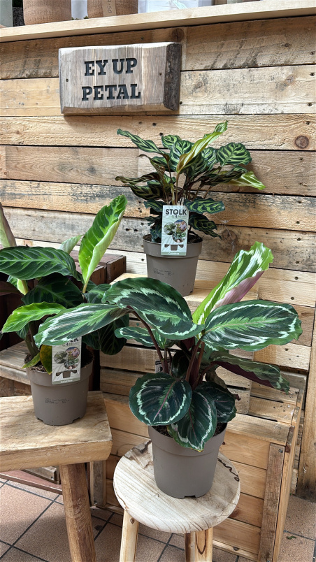 Plants | Calathea