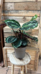 Plants | Calathea