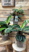 Plants | Calathea