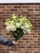 Single Stems | White Lisianthus
