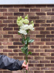 Single Stems | White Lisianthus