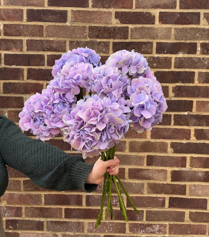 Single Stems | Hydrangea Royal Benefit