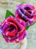 The Tartan Rose | Tartan Roses
