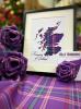 The Tartan Rose | Tartan Roses