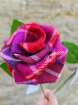 Gifts | Tartan Roses | Love of Scotland Stem Rose