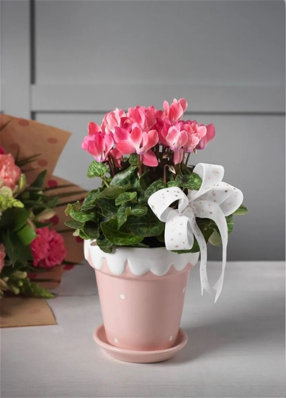 CHRISTMAS | Festive Blush Potted Plant