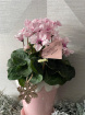 CHRISTMAS | Snow-Blush Luxury Cyclamen Gift