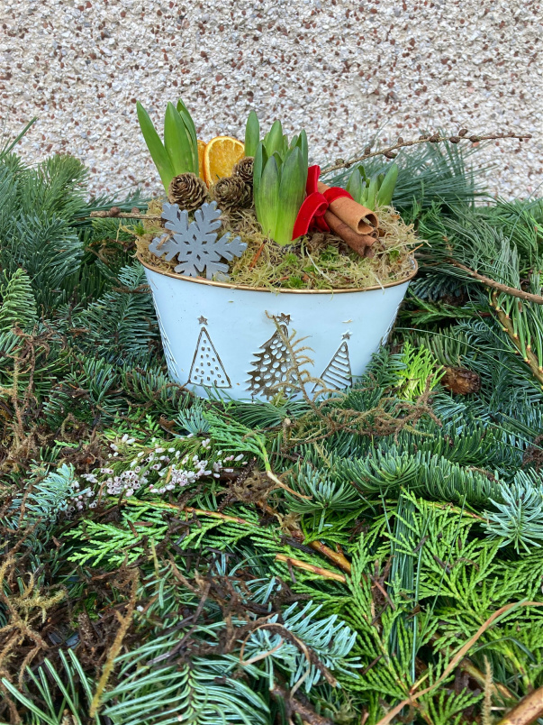 CHRISTMAS | Hyacinths In A Festive Pot