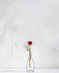 Valentines | Single Red Rose in a Vase