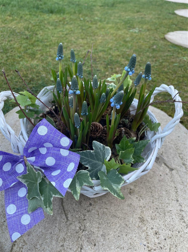 Mothering Sunday | Plants | Spring Basket