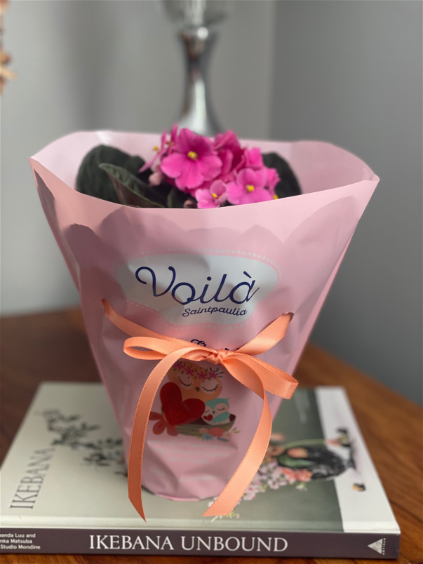 Mothering Sunday | Plants | Indoor African Violet