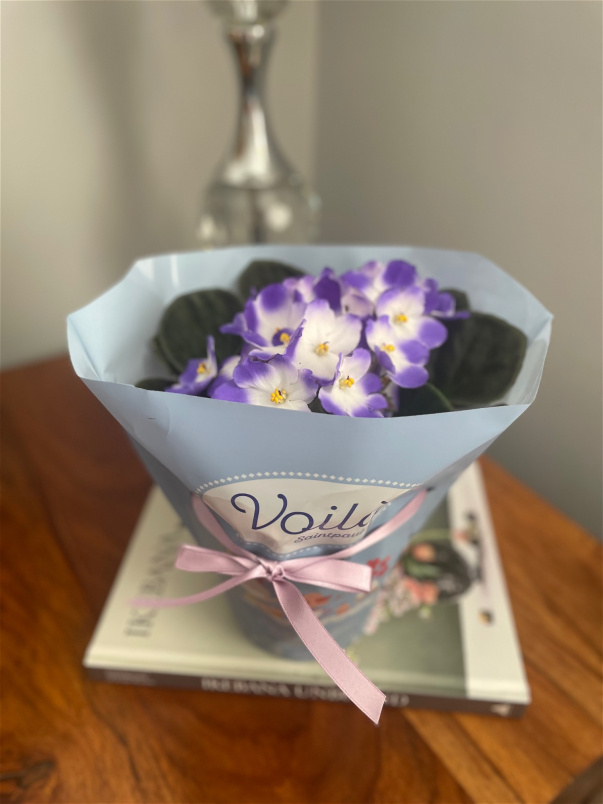 Mothering Sunday | Plants | Indoor African Violet