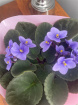 Mothering Sunday | Plants | Indoor African Violet