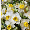 Gift Bouquets | Luxury Daffodil Easter Bunch