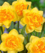 Gift Bouquets | Luxury Daffodil Easter Bunch