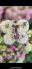 Carols Creations | Funeral sympathy tributes