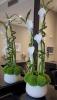 Me Auld Flower & Mrs Bouquet | Mullingar | Corporate