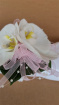 Debs Corsage | Gifts | Fresh Orchid & Baby Pink Ribbon Wrist Corsage
