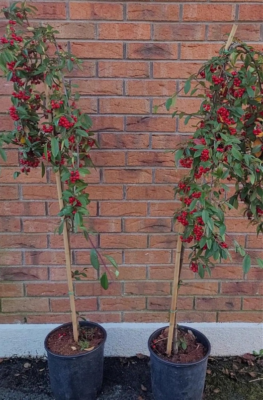 Plants | Contoneaster Pendula tree