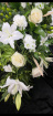 Sympathy | White and Wheat Casket