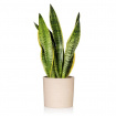Plants | Sansevieria (snake plant).